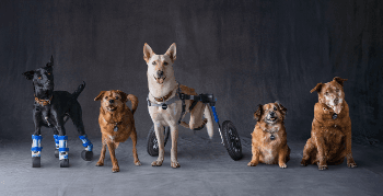 Make a Dogs Day Subaru 2023