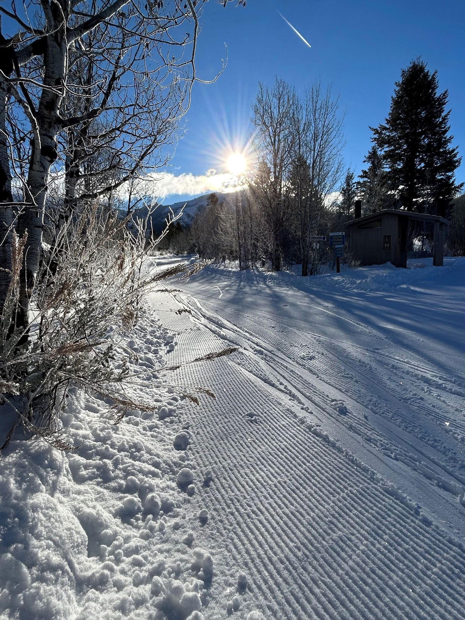 Ice-Covered Trees Along Trails