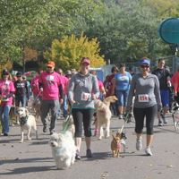 AnimalServicesRunBigDogs