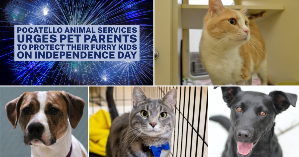 Pets at the Pocatello Animal Shelter