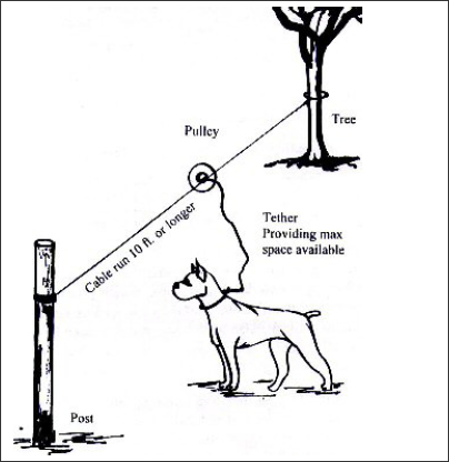 Diagram illustrating how to properly tether a dog