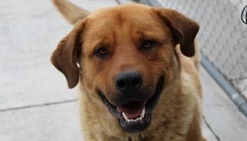 An adoptable dog at the Pocatello Animal Shelter. 