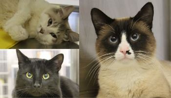 Adoptable cats at the Pocatello Animal Shelter. 