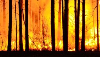 Wildfire stock photo