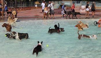 Dogs playing in the water at the Ross Park Aquatic Complex.