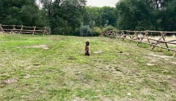 Portneuf Resource Council volunteer Mike Larkin’s dog, Jazz, enjoys the view.