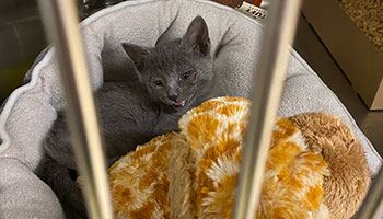 Cat at Pocatello Animal Shelter