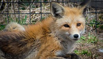 Michael J Fox at Zoo Idaho