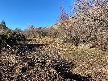City Creek Road tree trimming trail