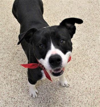 Dog Playing at the Pocatello Animal Shelter