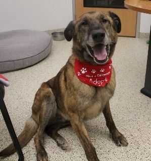 Dog Playing at the Pocatello Animal Shelter