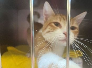 Cats and Kittens, Pocatello Animal Shelter