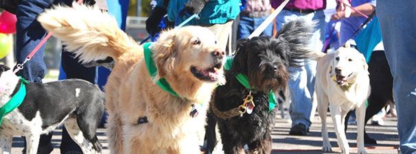 Run with the Big Dogs Event in Pocatello, Idaho