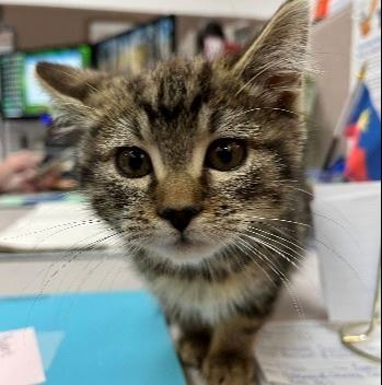 Cats and Kittens, Pocatello Animal Shelter