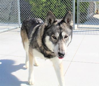 Pocatello Animal Shelter 