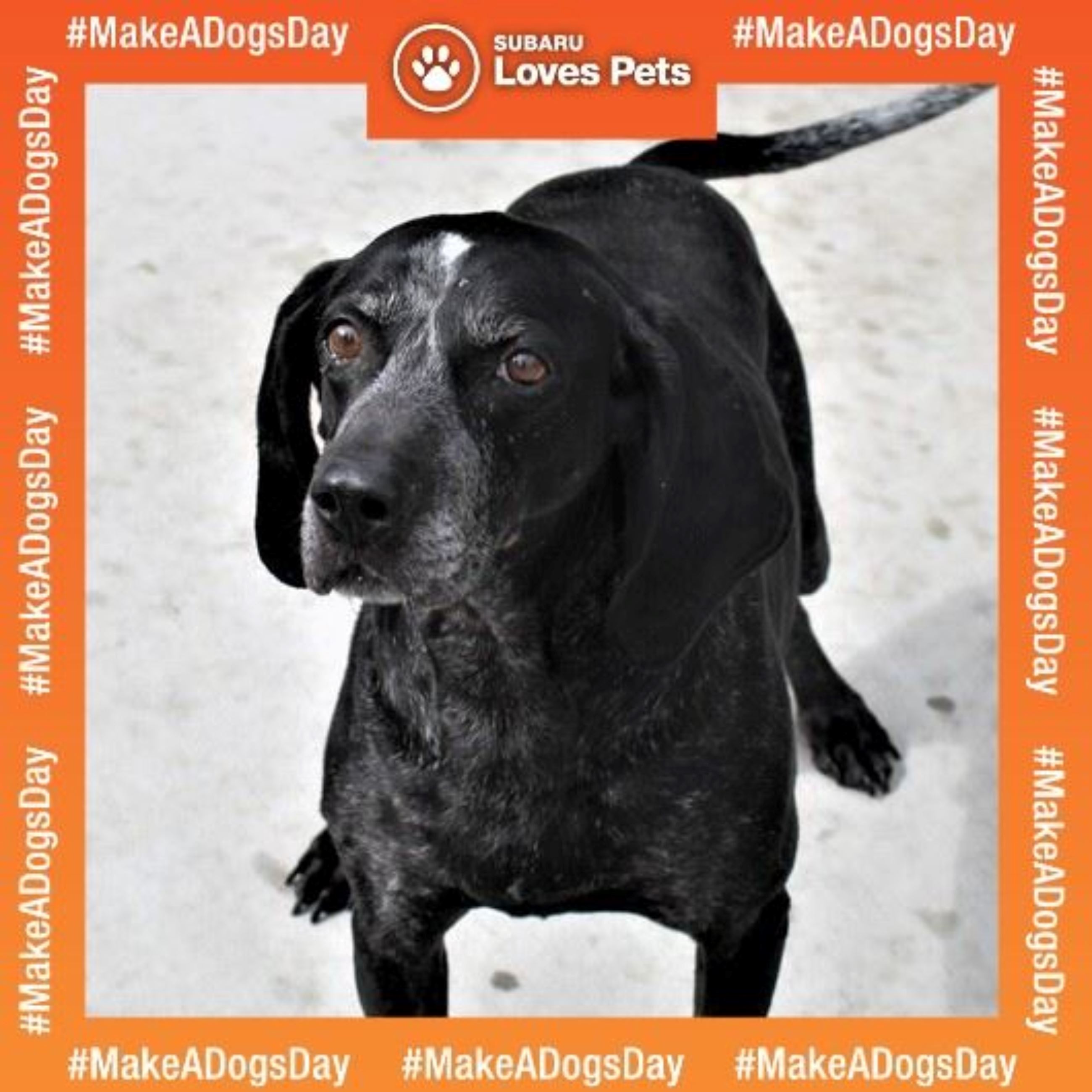 Make A Dog's Day - Phil Meador Subaru