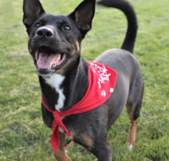 Make A Dog's Day - Phil Meador Subaru