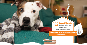 National Adoption Weekend