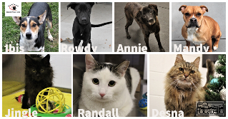 Half Priced Adoptions