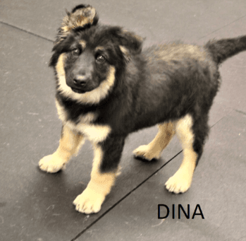 DINA