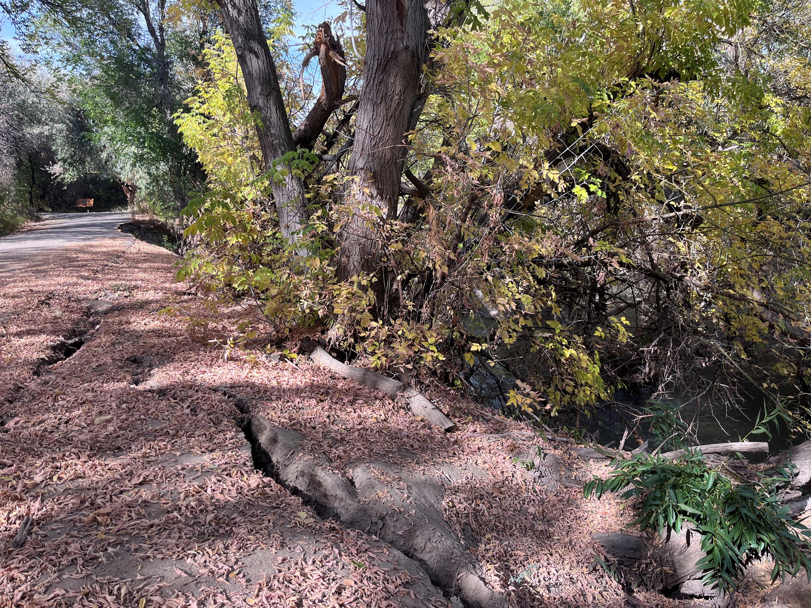 Sacajawea Park tree pic 2