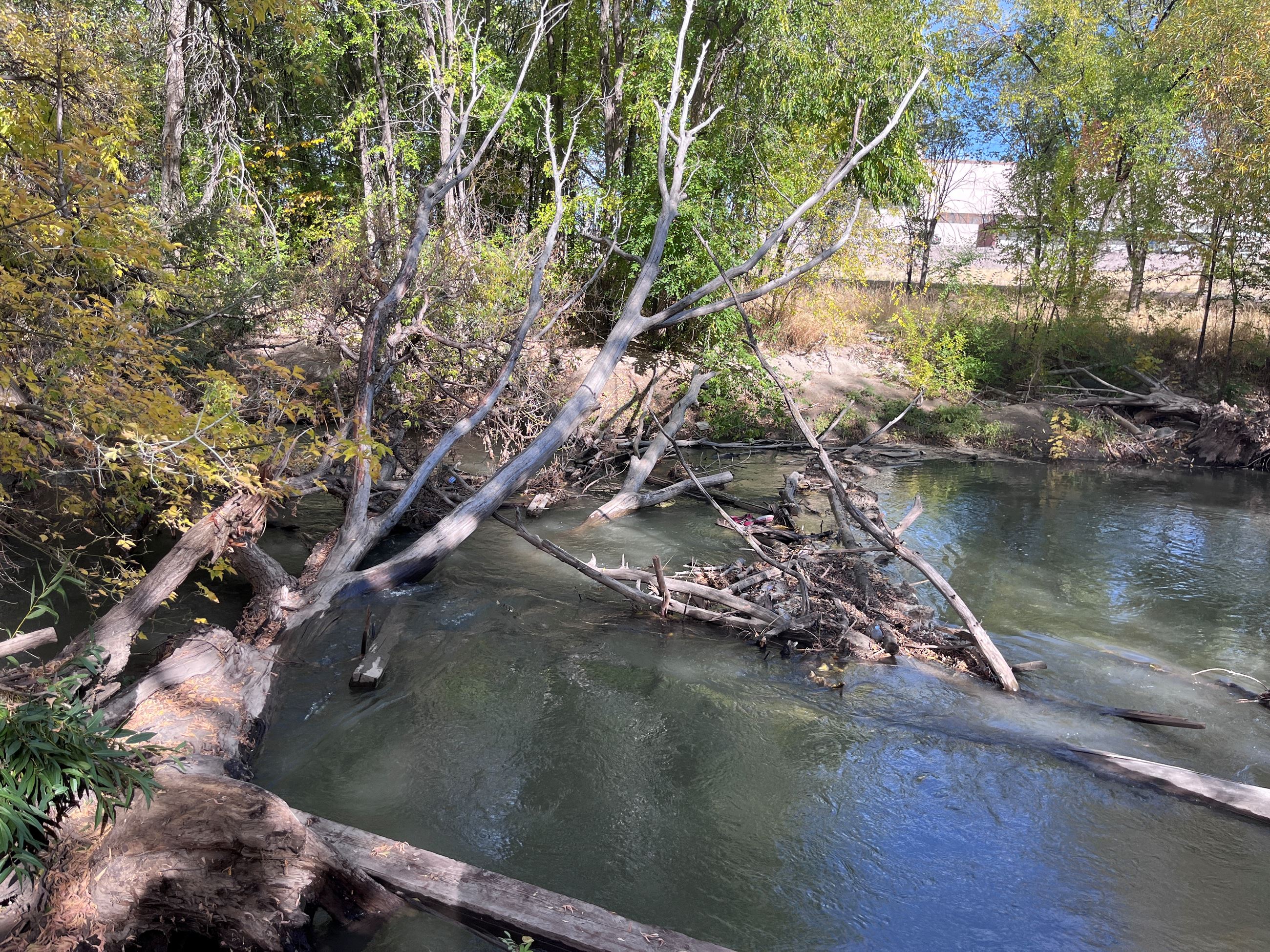 Sacajawea Park tree pic 1